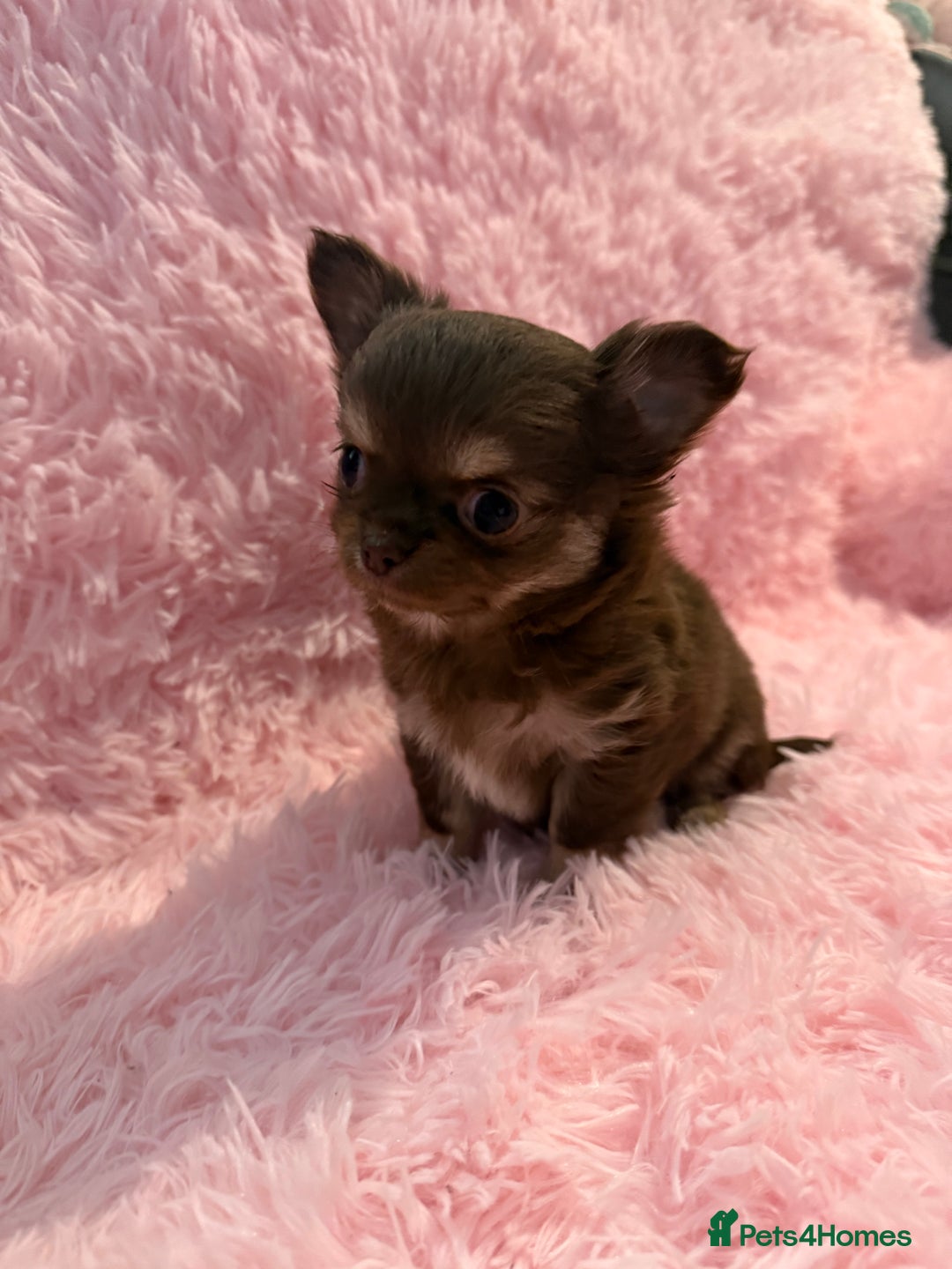 Chihuahua dogs for sale: Beautiful litter of four l/c CHIHUAHUAS READY NOW! - Advert 1