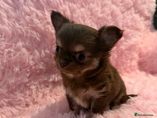 Chihuahua dogs Beautiful litter of four l/c CHIHUAHUAS READY NOW! - Advert 5
