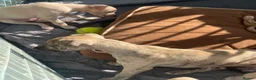 Italian Greyhound dogs for sale: 5 wonderful Wiggy’s licensed breeder  - Advert 20