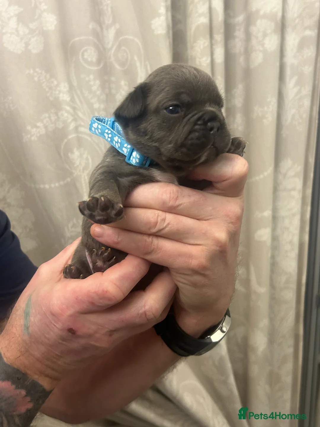 French Bulldog dogs for sale: 9 top quality fluffy carrying french bulldogs  - Advert 3