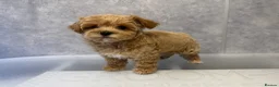 Maltipoo dogs for sale: Unique Asian Maltipoo puppies.DNA tested parents. - Advert 13