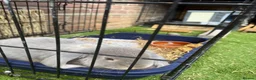 French Lop rabbits for sale: PEDIGREE FRENCH LOP WITH ACCESSORIES  - Advert 2