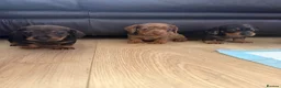 Dachshund dogs for sale: One dapple chocolate dachshund boy available  - Advert 6