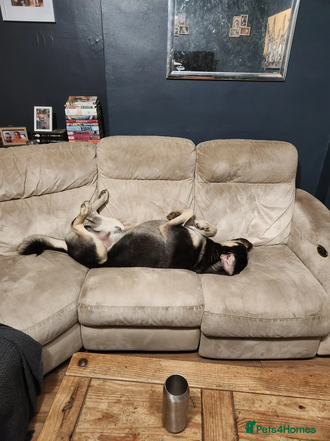 Mixed Breed dogs for sale: Deku   - Advert 6