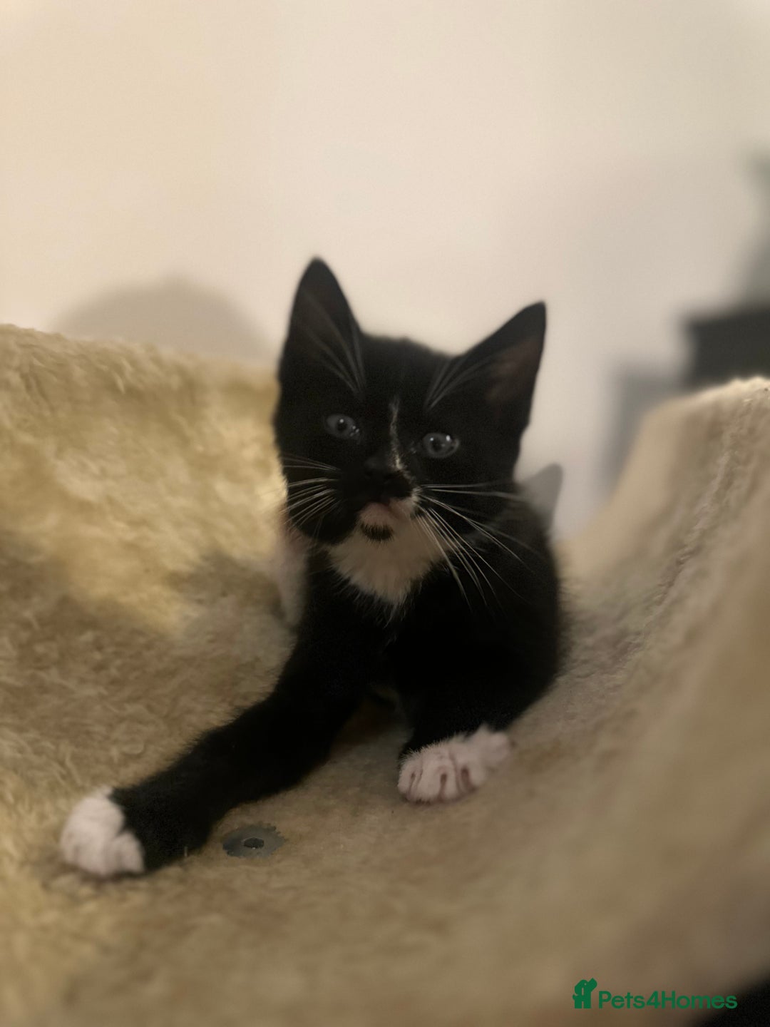 Mixed Breed cats for sale: Black and white kittens looking for loving home  - Image 13