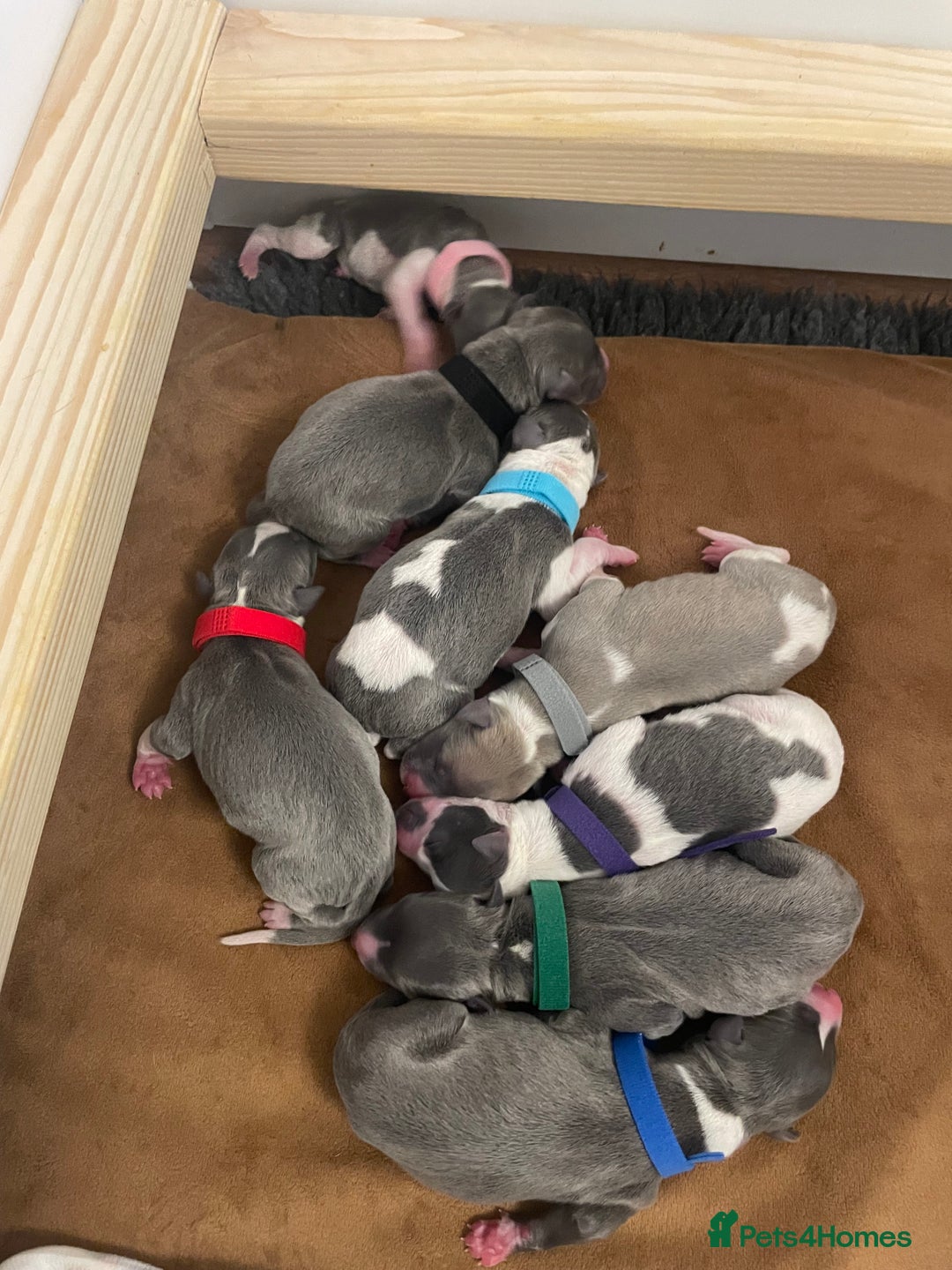 Whippet dogs for sale: KC puppies for sale - Advert 3