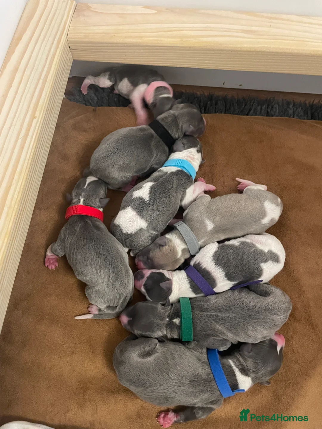 Whippet dogs for sale: KC whippet puppies for sale - Advert 3
