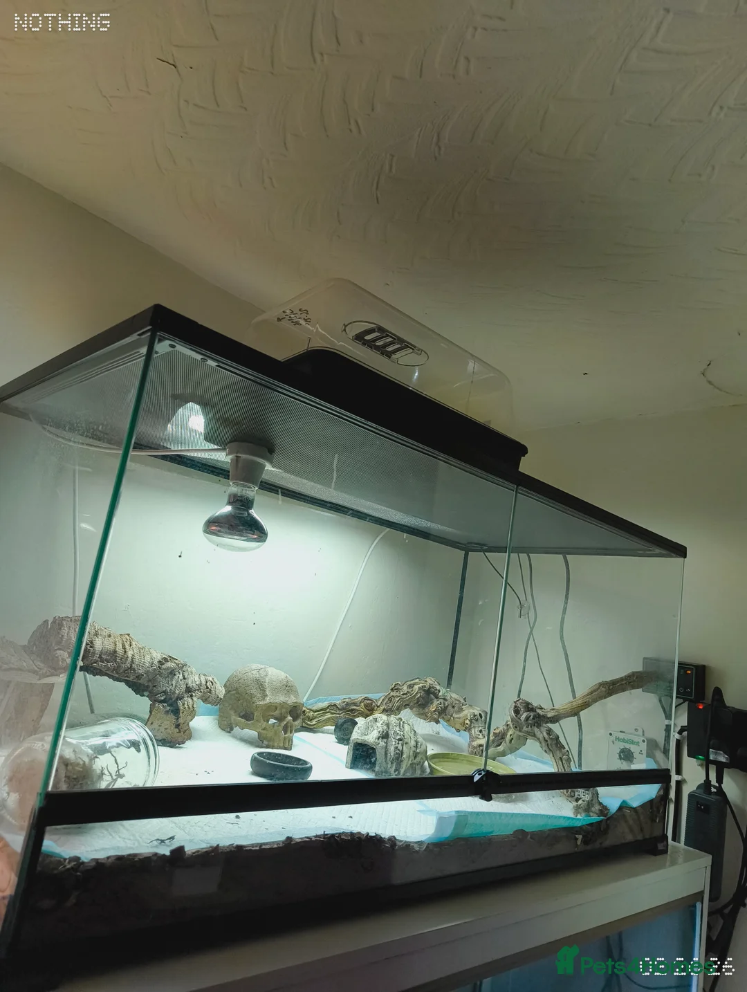 Leopard Gecko reptiles for sale: Boy blizzard morph comes with vivarium setup - Advert 5