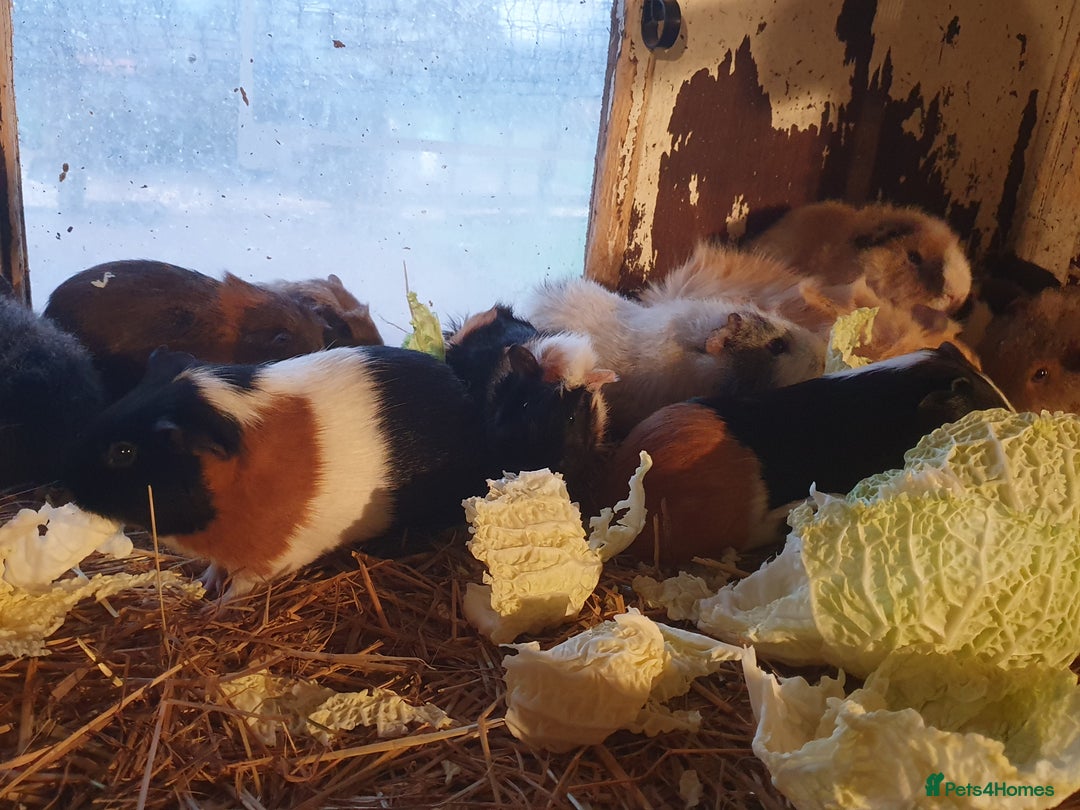 Guinea Pig rodents for sale: Guinea pigs  - Advert 2