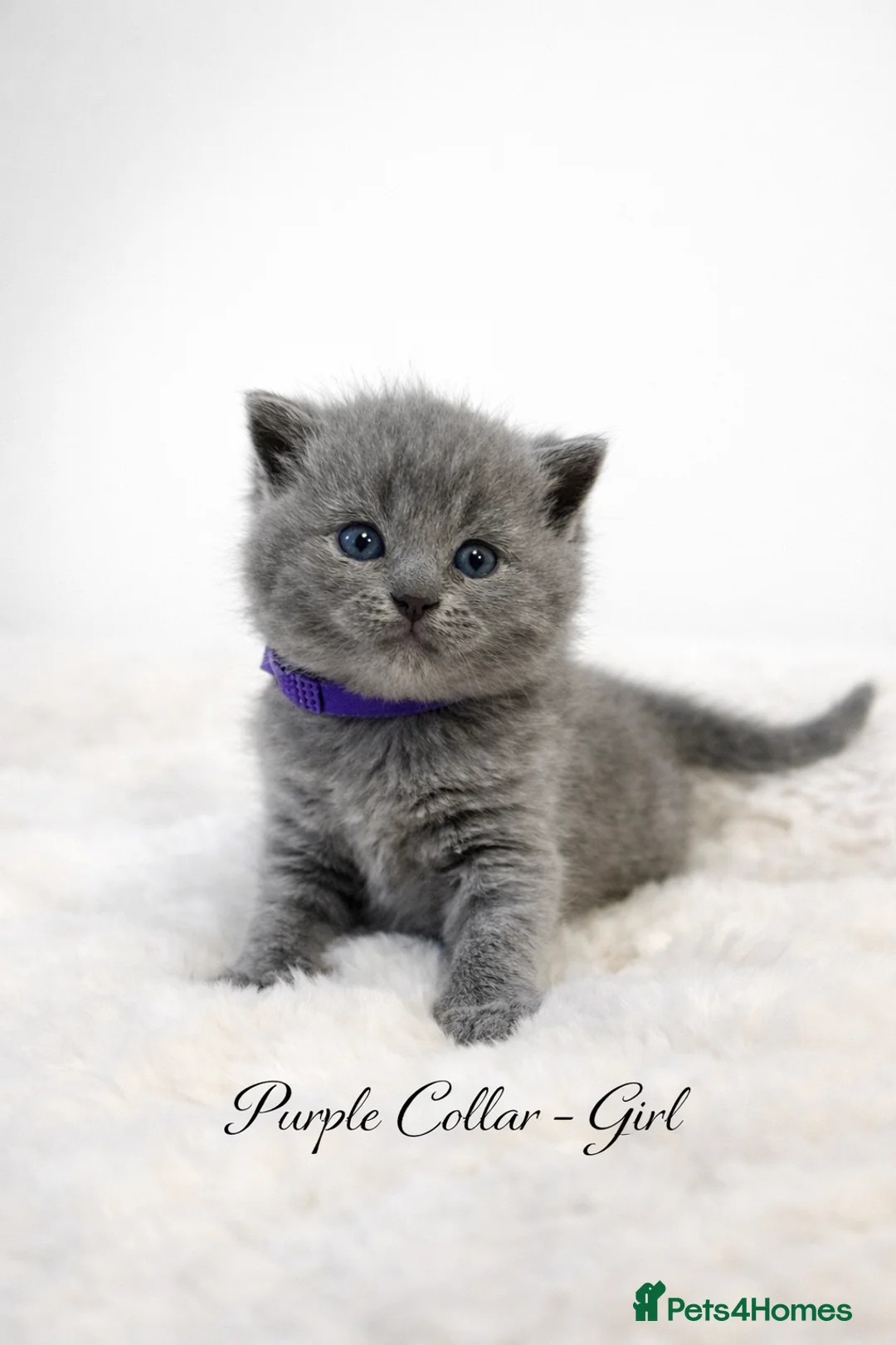 British Shorthair cats for sale: 6 beautiful full British shorthair kittens  - Advert 4