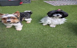 Biewer Terrier dogs for sale: Adorable Purebred Biewers  - Image 32