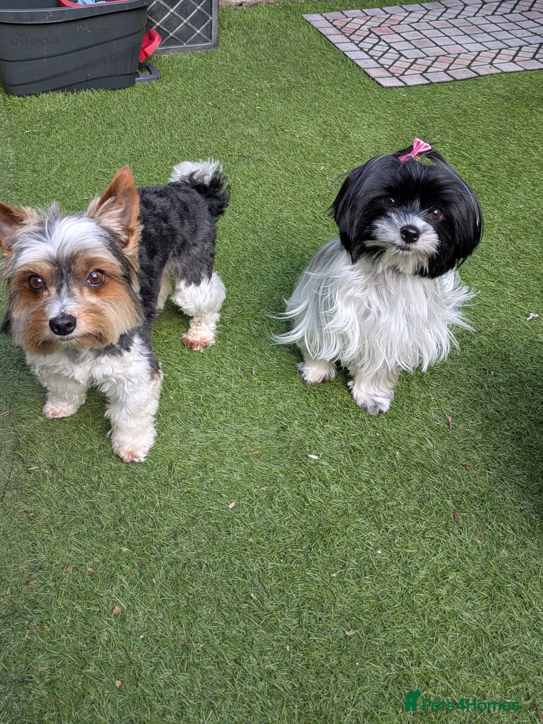 Biewer Terrier dogs for sale: Adorable Purebred Biewers  - Image 32