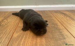 Mixed Breed dogs for sale: Shih tzu x patterdale puppies - Advert 3