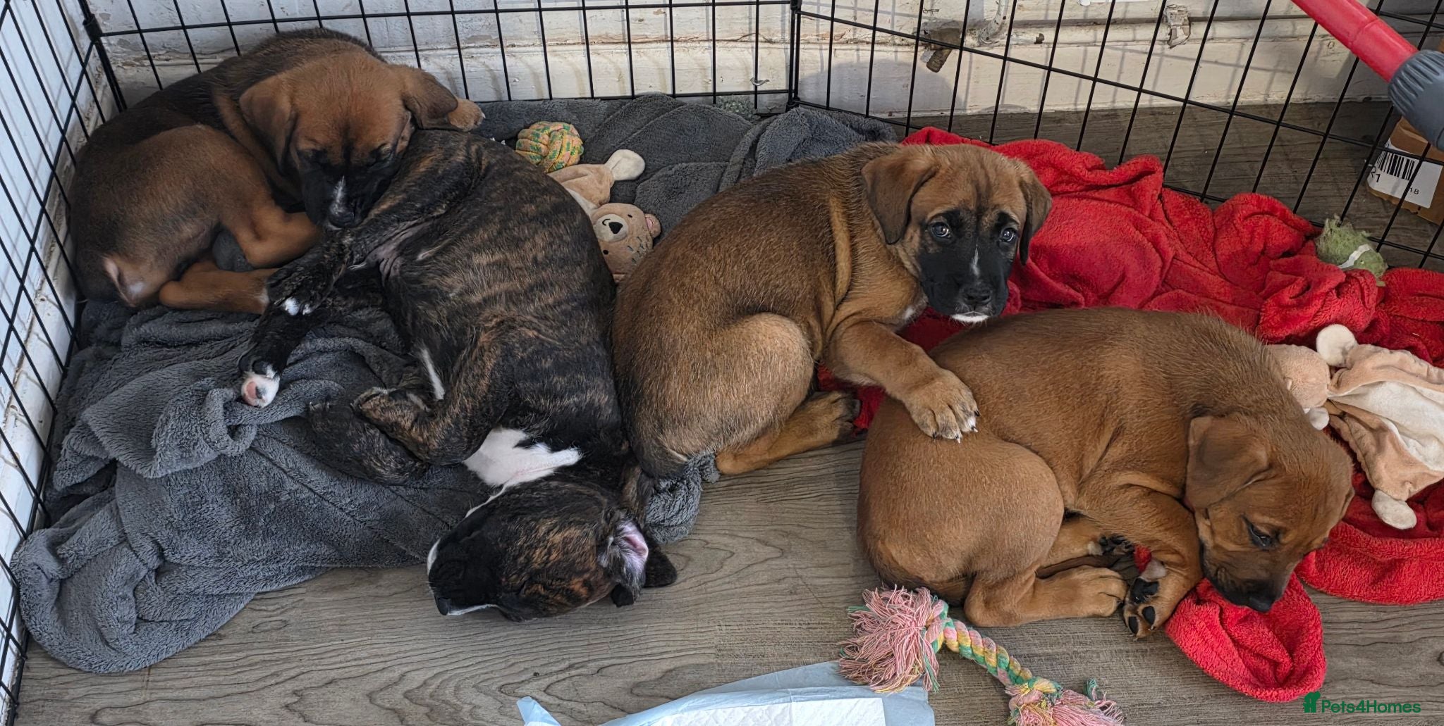 Mixed Breed dogs 2 Lurcher x Boxer puppies - Advert 18