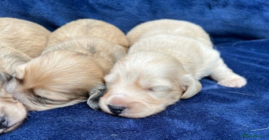 Miniature Dachshund dogs - Advert 5