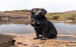 Labrador Retriever dogs for stud: STUD KC registered Labrador Retriever  in Blaenau Ffestiniog - Image 1