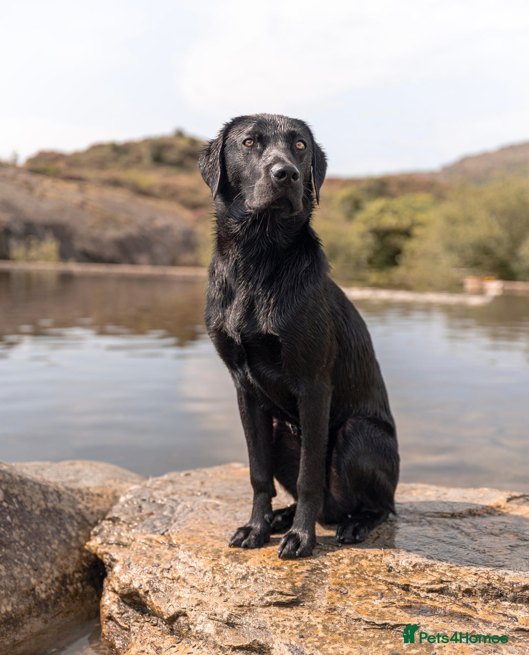 Labrador Retriever dogs for stud: STUD KC registered Labrador Retriever  in Blaenau Ffestiniog - Image 1