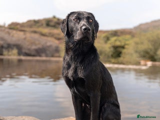 Labrador Retriever dogs in Blaenau Ffestiniog - Advert 25