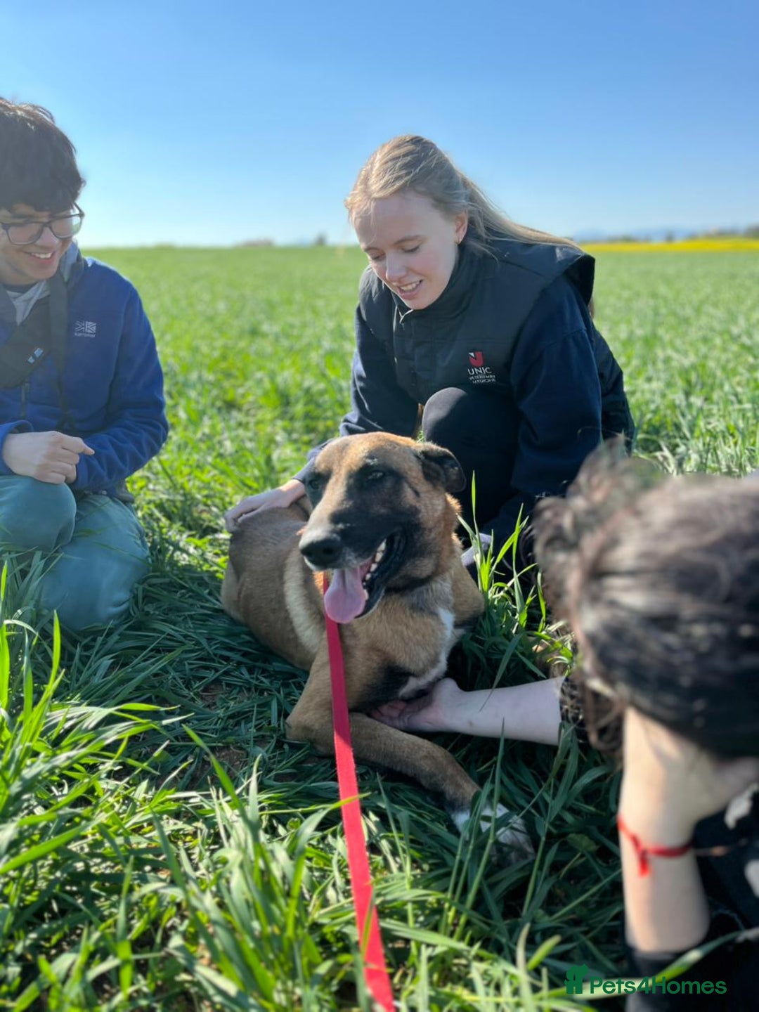 Belgian Shepherd Dog dogs for adoption: Taco is ready for adoption or a foster home - Advert 4