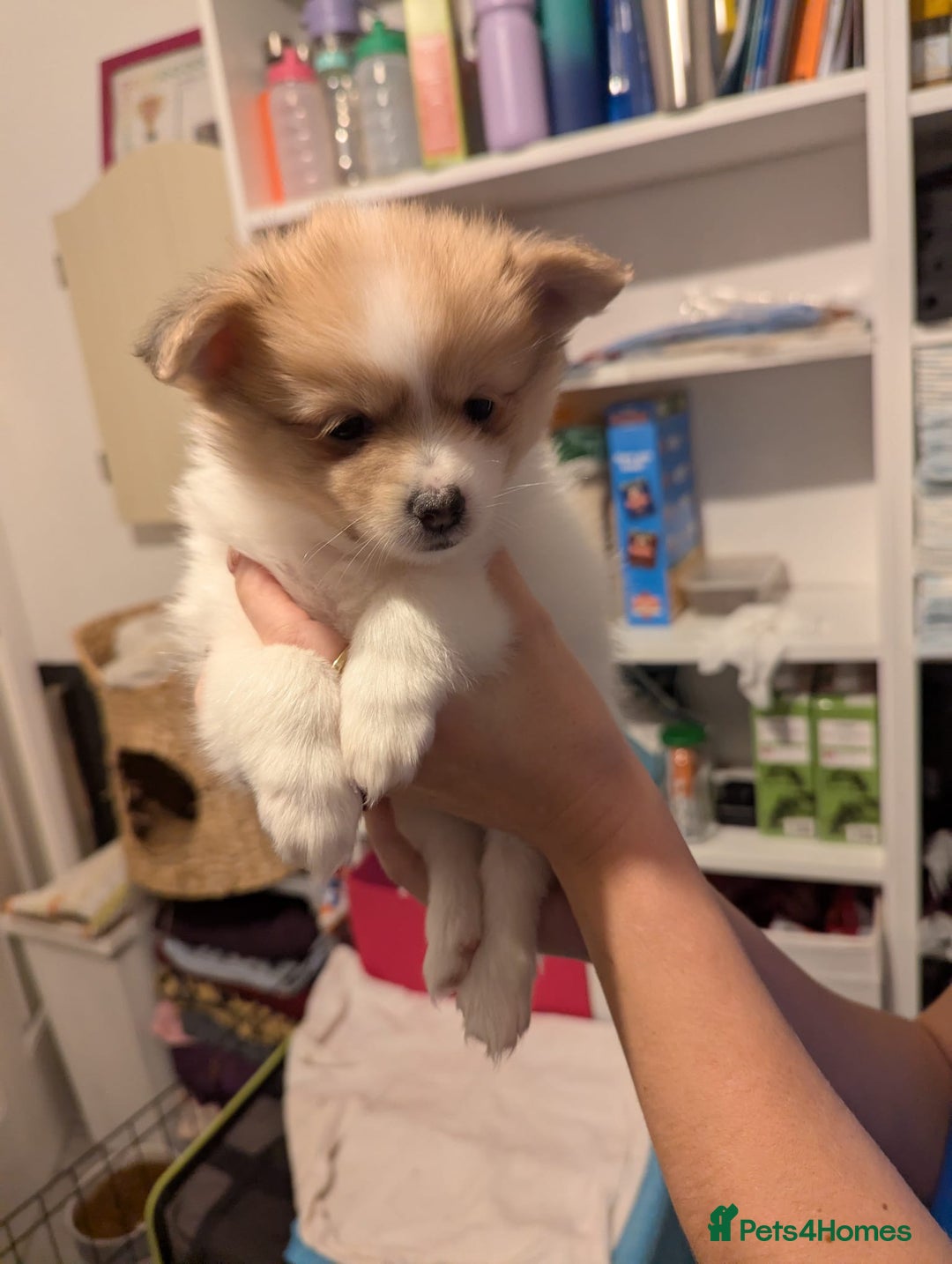 Pomeranian dogs for sale: Beautiful pom puppies - Advert 20