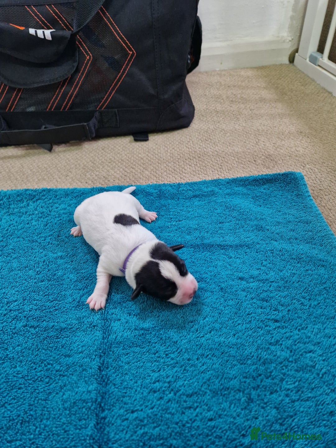 Mixed Breed dogs for sale: Pups for new homes - Advert 7