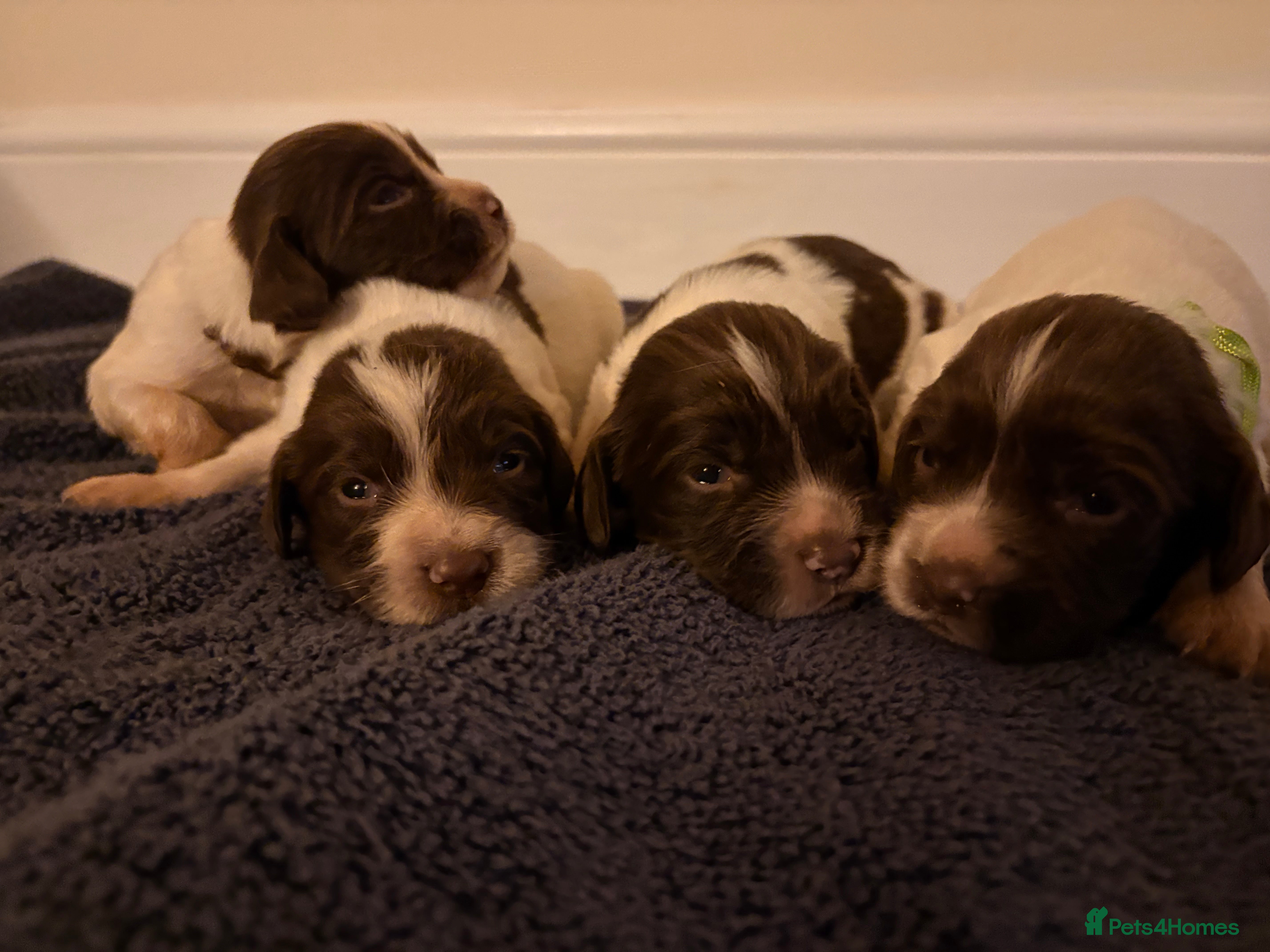 English Springer Spaniel dogs Working Springer Spaniels  - Advert 1