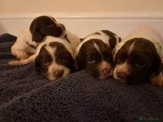 English Springer Spaniel dogs Working Springer Spaniels - Advert 1