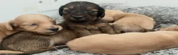 Miniature Dachshund dogs for sale: Long/smooth haired cream/Red Mini Dachshund pups - Advert 19