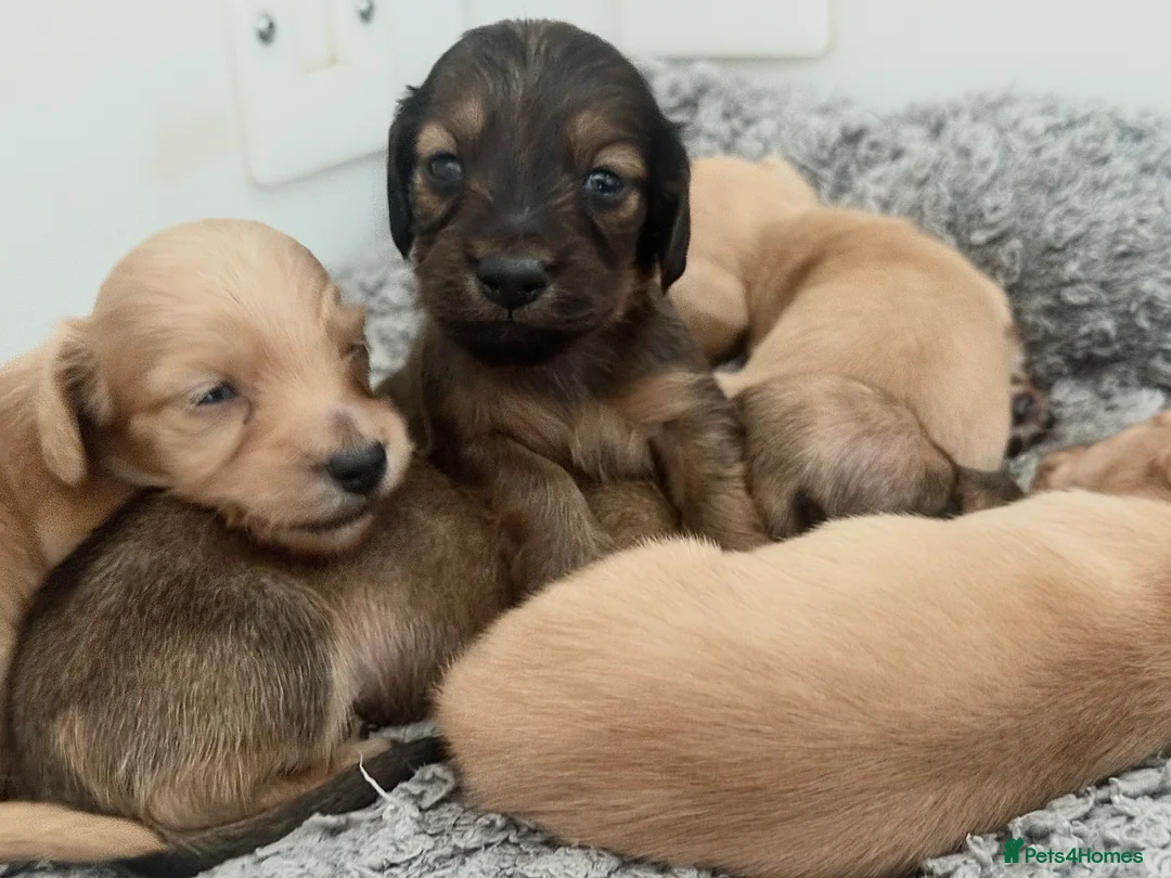 Miniature Dachshund dogs for sale: Long/smooth haired cream/Red Mini Dachshund pups - Advert 19