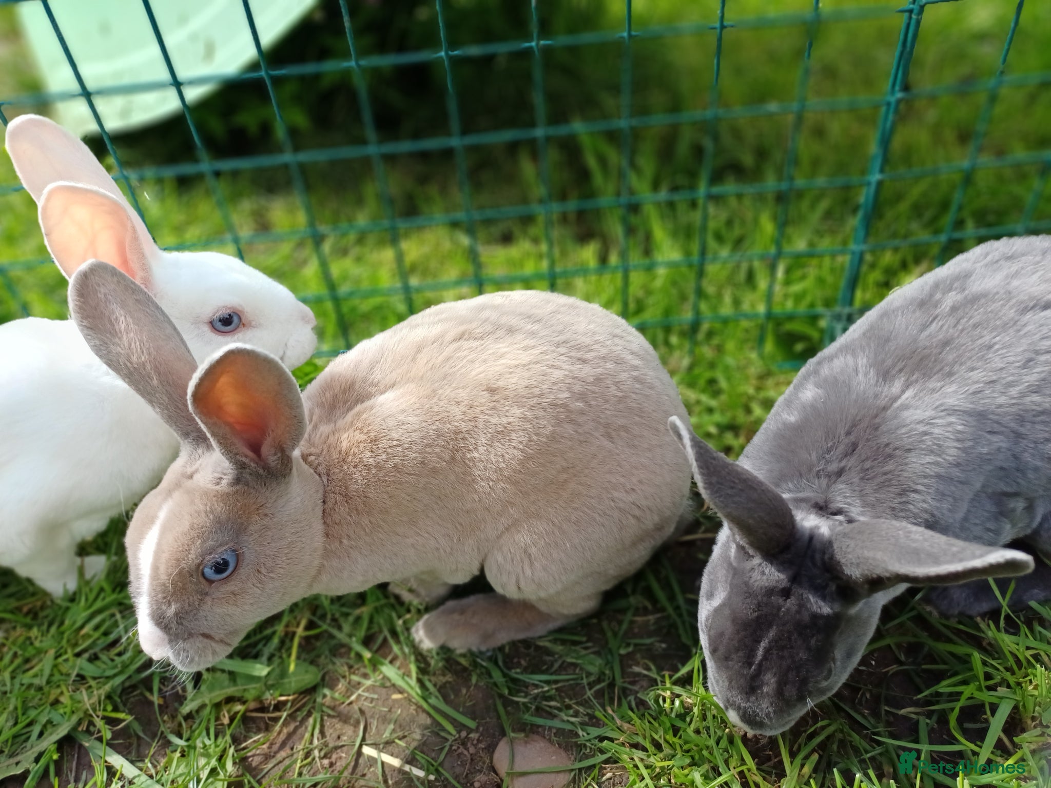 Rex rabbits Beautiful blue eyed mini rex looking for new home - Advert 12