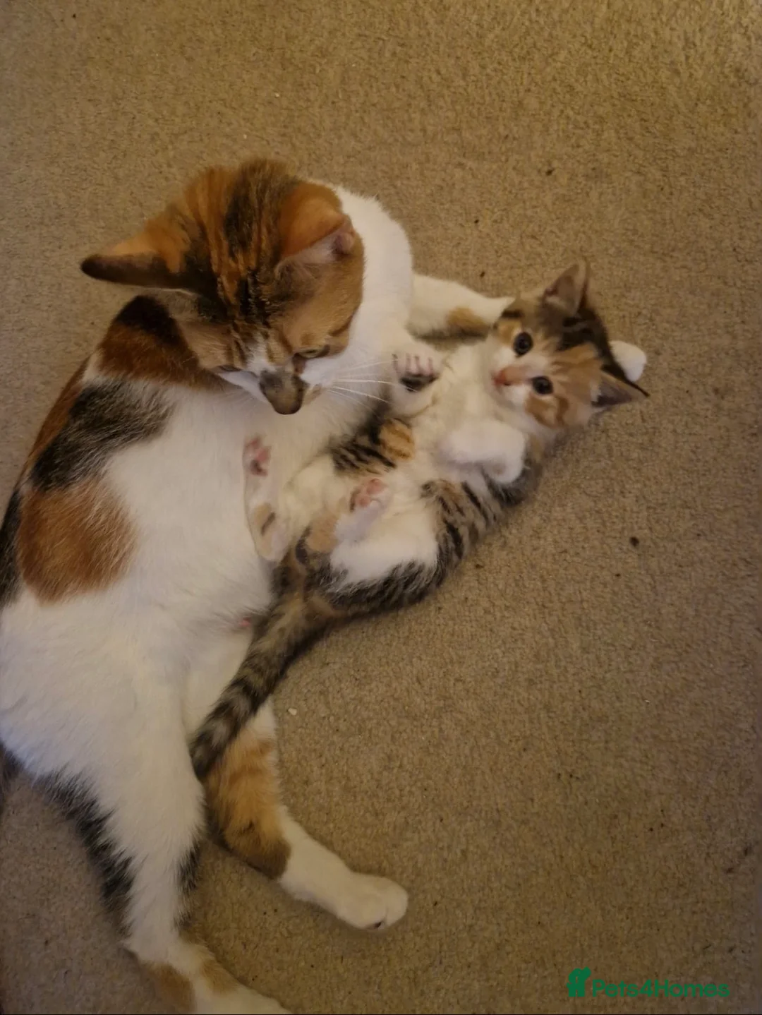 Domestic Shorthair cats for sale: Calico female kitten  - Advert 2