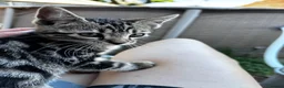 Bengal cats for sale: Gorgeous part bengal kittens ready for loving home - Advert 4