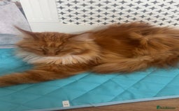 Maine Coon cats for sale: Bob The Cat 🐱 Maine Coon for sale! - Image 5