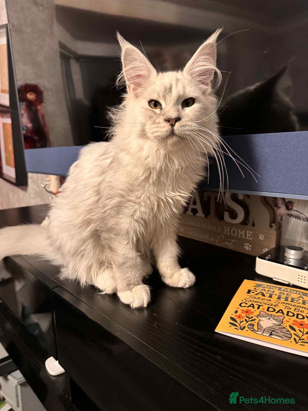 Maine Coon cats for sale: TICA Reg Blue Silver Shaded MaineCoon Kittens  - Advert 3