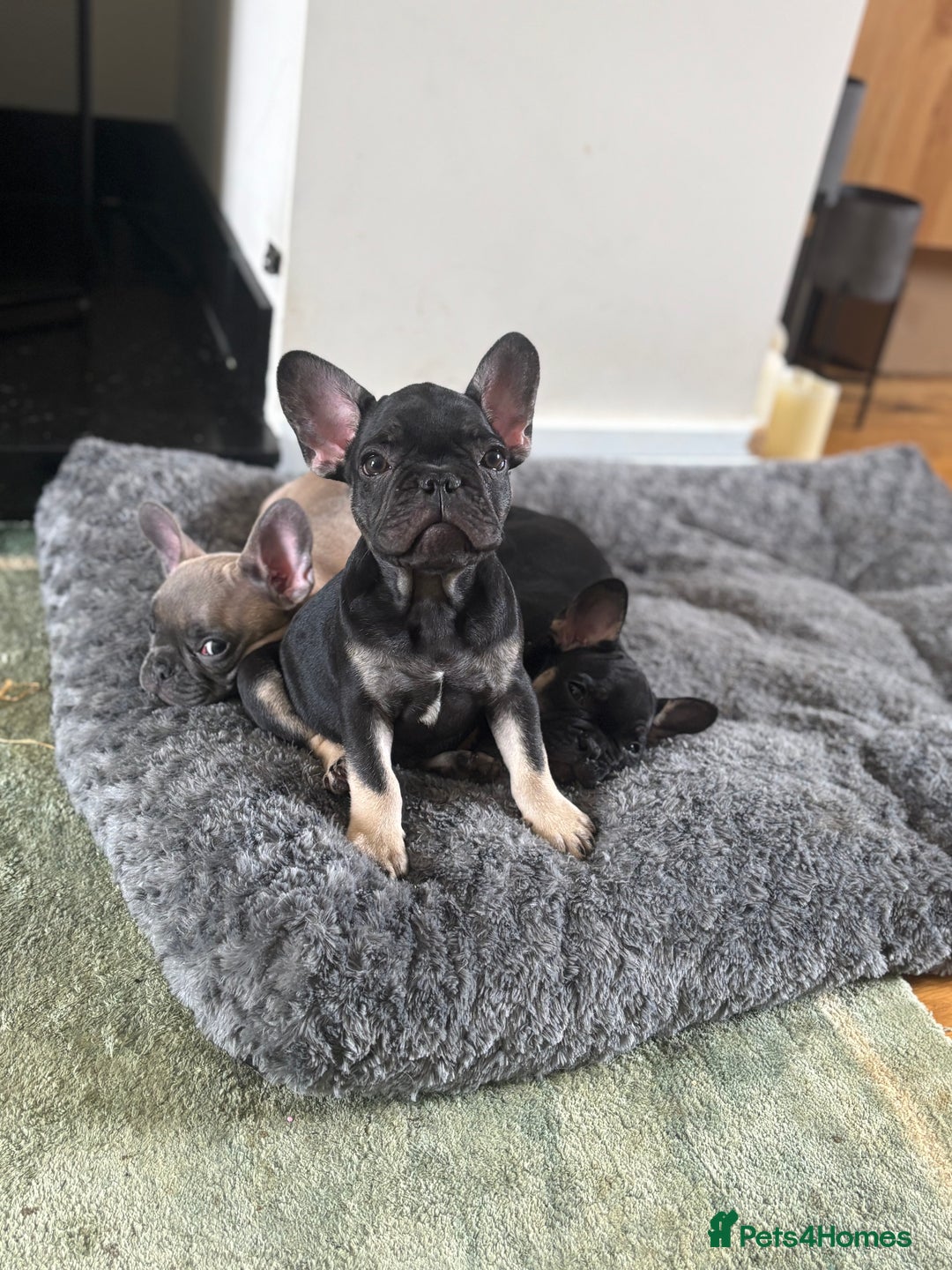 French Bulldog dogs for sale: 🐾 French Bulldog Puppies - Ready to go! 🐾 - Image 11