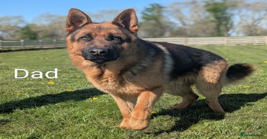 German Shepherd dogs - Advert 11