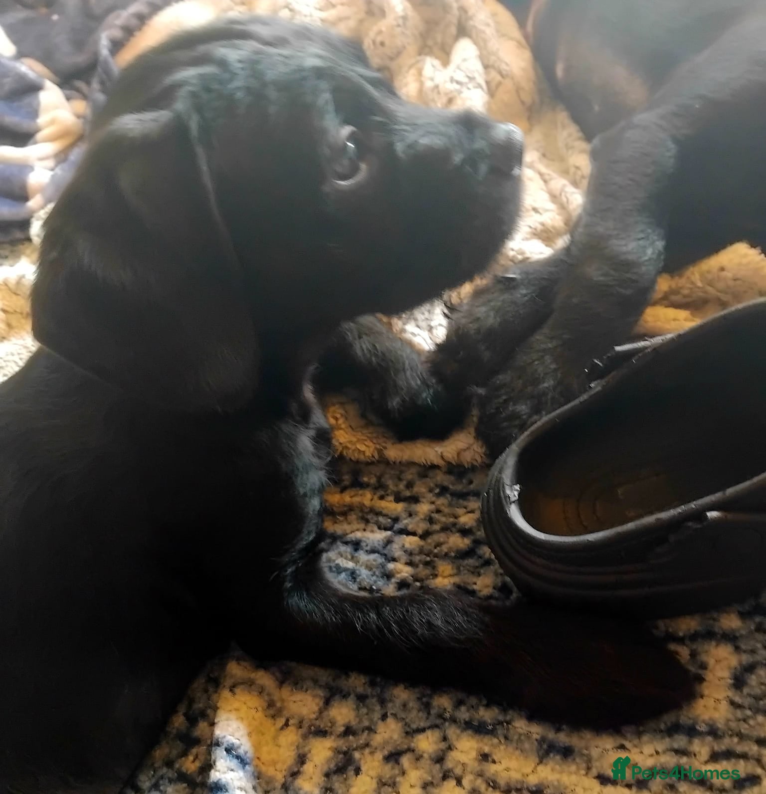 Mixed Breed dogs Miniature Poodle cross french bulldog puppies  - Advert 13