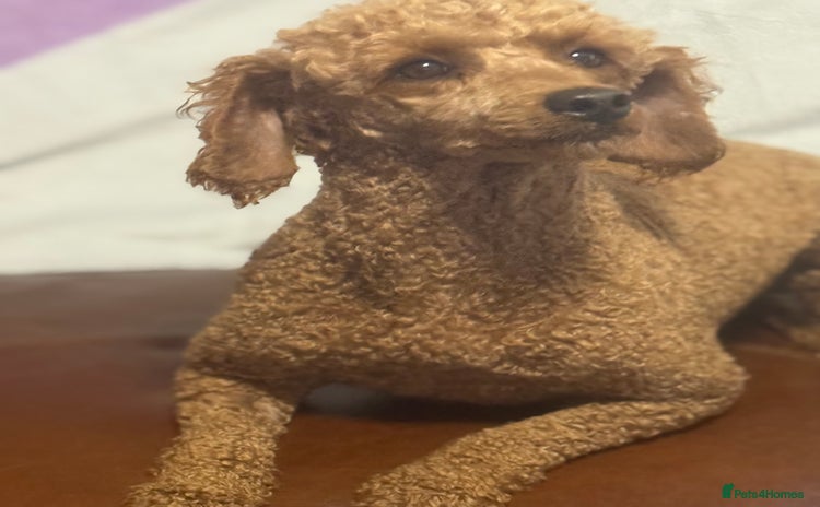 Miniature Poodle dogs - Advert 14