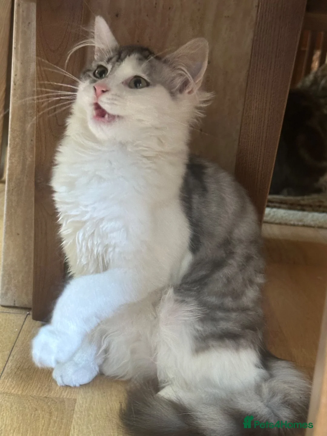 Maine Coon cats for sale: BEAUTIFUL MAINE COON MIX KITTENS - Ready now - Advert 2