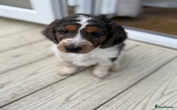 Cockapoo dogs for sale: Cockapoo puppies - Advert 1