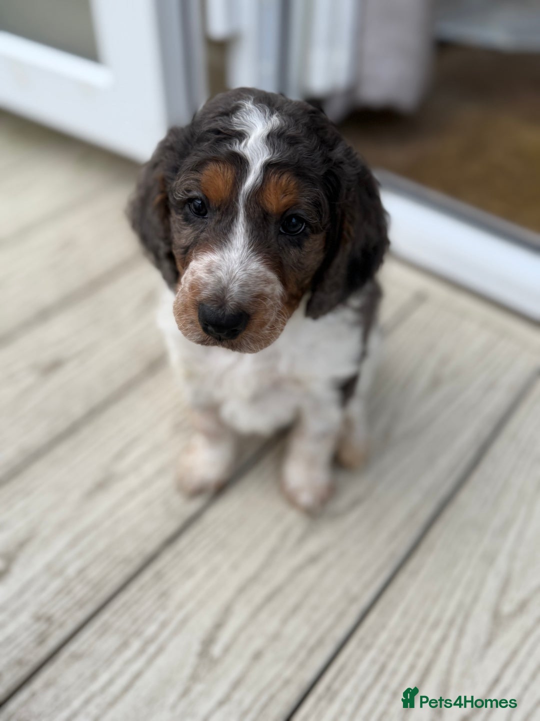 Cockapoo dogs for sale: Cockapoo puppies - Advert 1