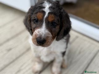 Cockapoo dogs Cockapoo puppies - Advert 7