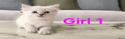 Ragdoll cats for sale: 🤍 Pure Ragdoll Boy Blue Point Kitten Ready Now - Advert 15