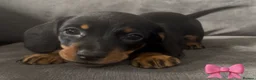Dachshund dogs for sale: Dachshund puppies ready to leave  - Advert 9