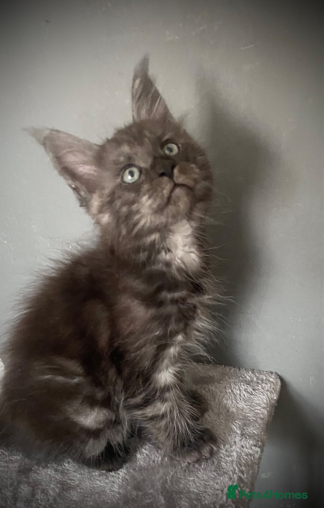 Maine Coon cats TICA registered Maine Coon Kittens  - Advert 2