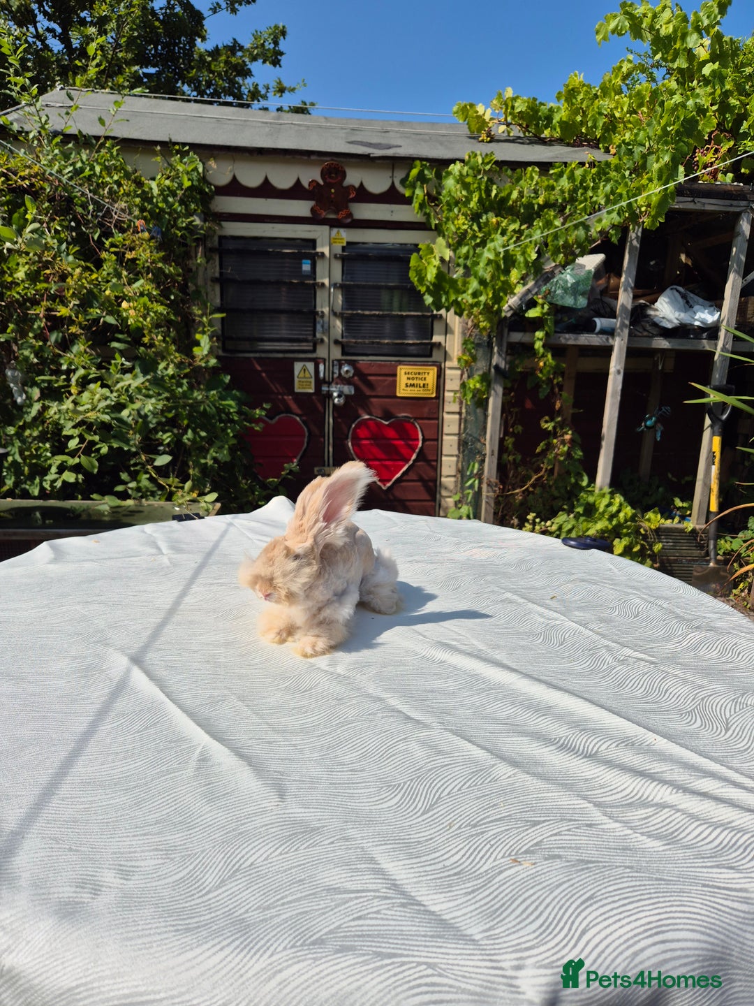 Angora rabbits for sale: Gorgeous Pedigree Full Faced Angora  - Image 7