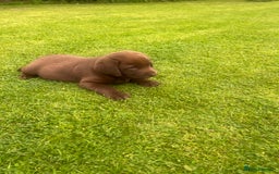 Labrador Retriever dogs for sale: Chunky Chocolate Labrador Puppies - Image 5