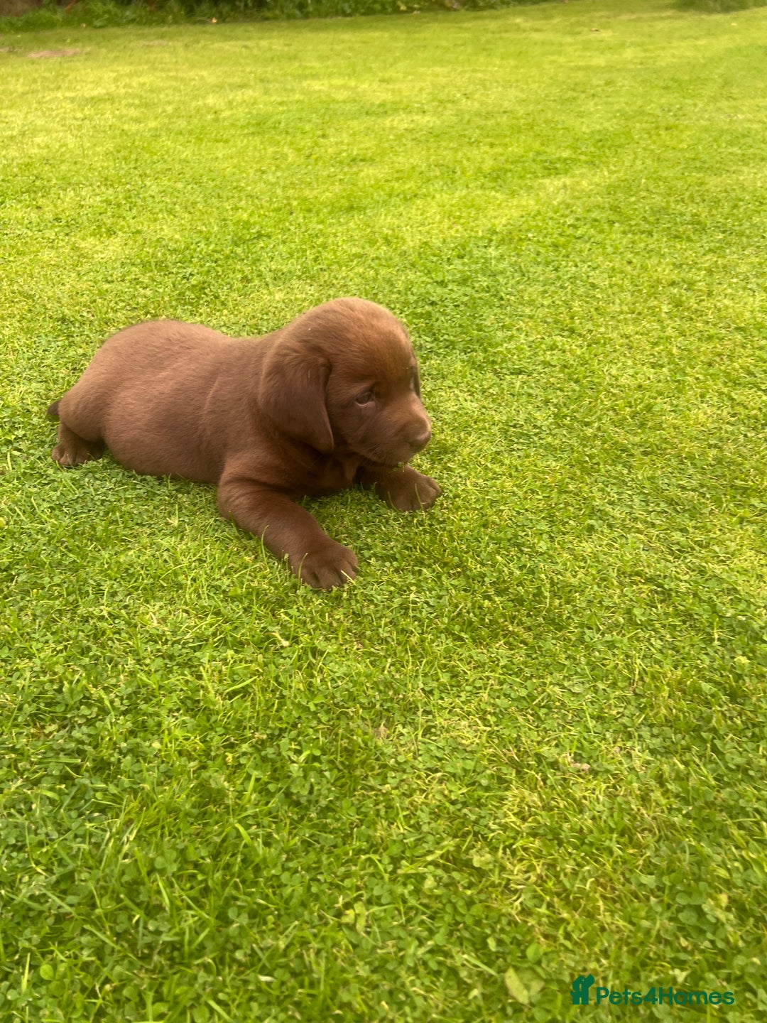 Labrador Retriever dogs for sale: Chunky Chocolate Labrador Puppies - Image 5