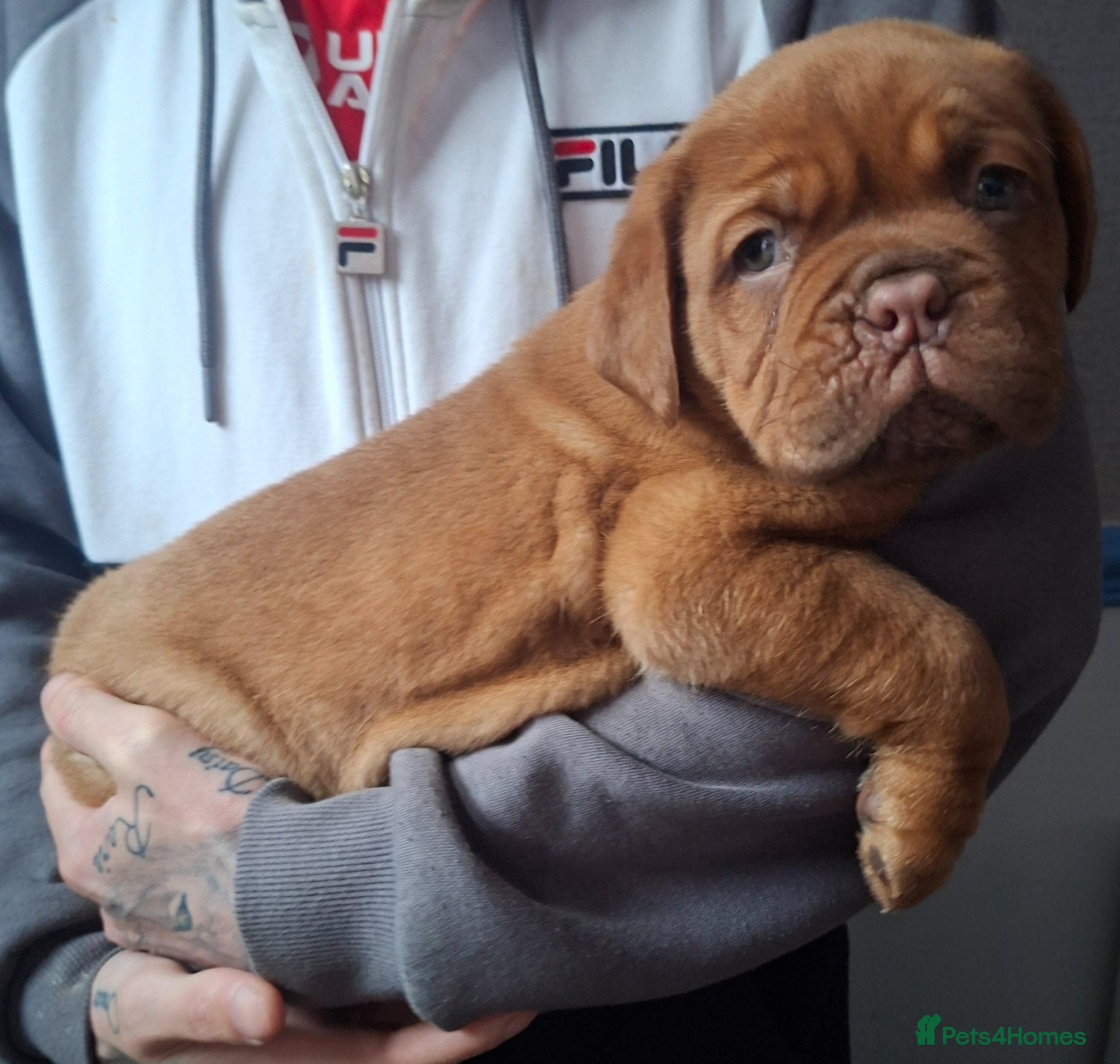 Dogue De Bordeaux dogs Pedigree Dogue De Bordeaux puppies - Advert 9