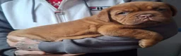 Dogue De Bordeaux dogs for sale: Pedigree Dogue De Bordeaux puppies - Advert 1